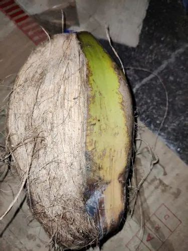 A Grade Tamilnadu Pooja Layer Husked Coconut Packaging Size Whole