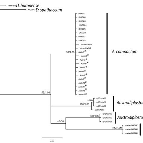 Bayesian Inference Bi Tree Inferred With Partial Sequences Of Coi