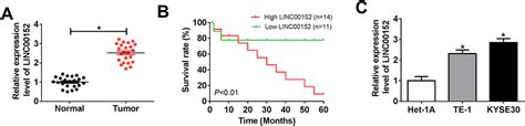 Long Non Coding Rna Linc00152 Regulates Cell Proliferation Migration Ott