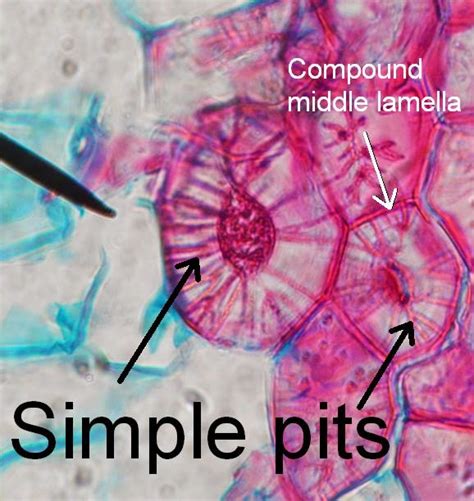 Bio Geo Nerd Plant Cell Wall Lab