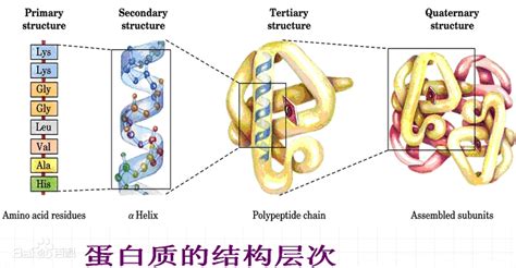 氨基酸，多肽，蛋白质等 走看看