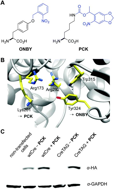 Genetically Encoded Optical Activation Of Dna Recombination In Human