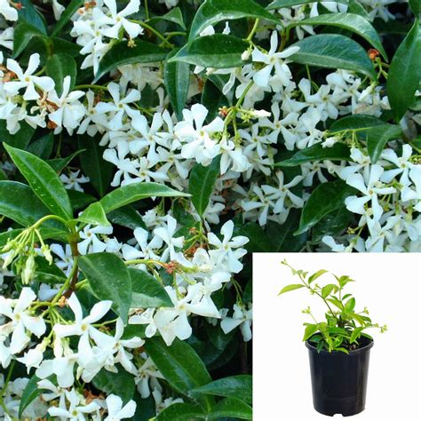 Trachelospermum Asiaticum 1Gallon Asiatic Jasmine Plant White Live Pla ...