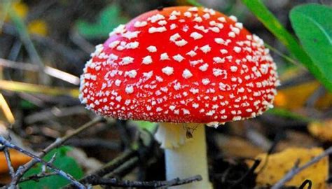 روش تشخیص قارچ خوراکی از قارچ سمی پارسی قارچ، سامانه تخصصی عرضه مجازی