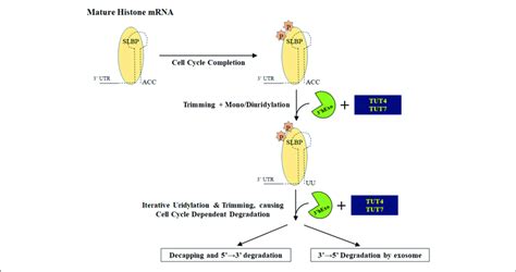 Degradation Of Histone Mrnas Upon Completion Of The Cell Cycle Stem