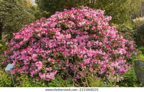 Rhododendron Bow Bells Dwarf Shrub Producing Stock Photo 2151868231