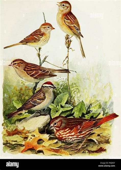 Drawing of five variations of Sparrows, Field sparrow, Chipping sparrow ...