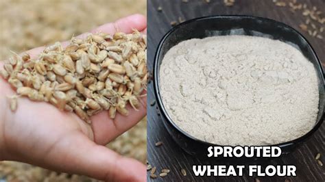 HOW TO MAKE SPROUTED WHEAT FLOUR HOMEMADE SPROUTED WHEAT FLOUR Sowji