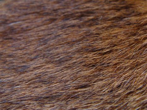 Cougar Fur Stock Photo By Lot1rthylacine On Deviantart
