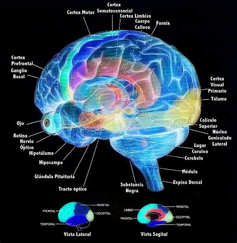 C Mo Funciona El Cerebro Humano Ley De La Atracci N Positiva