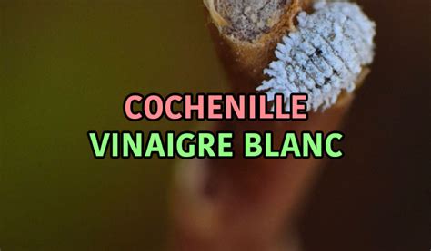 Traitement De La Cochenille Avec Du Vinaigre Blanc Comment Faire