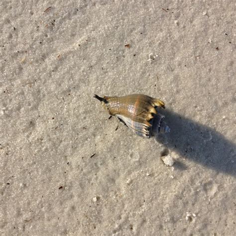 The Crown Conch A Slow Predator Of The Estuary Panhandle Outdoors