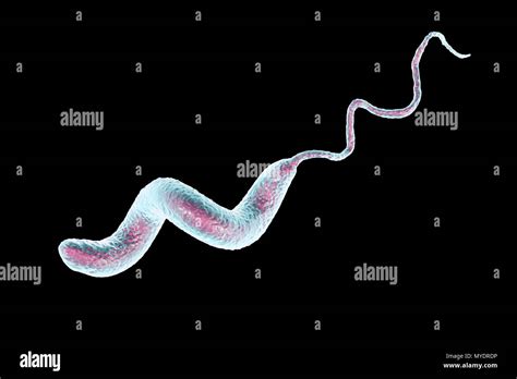 Campylobacter jejuni Banque de photographies et dimages à haute