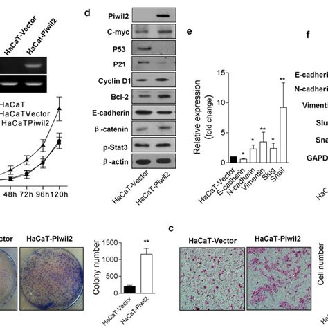 Piwil Overexpression Induces Hacat Cell Malignant Transformation A