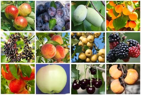 11 Best Fruit Trees For Bountiful Harvests In Kentucky