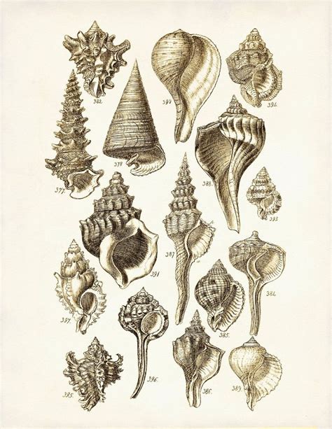 Seashells Poster Seashells Art Print George Sowerby Seashell Drawing