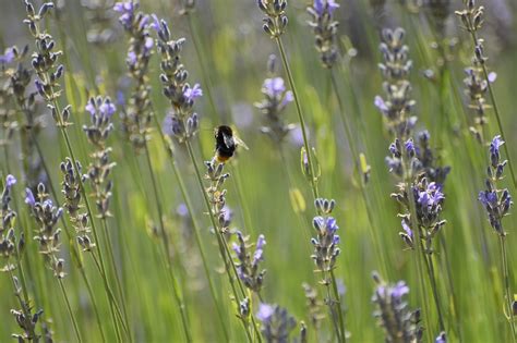 Lavender Tangki Serangga Foto Gratis Di Pixabay Pixabay