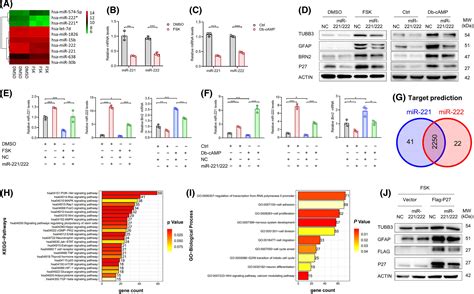 Mir Suppression Induced By Activation Of The Camp Pka Creb