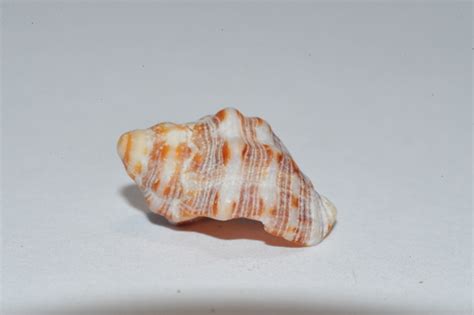 Stramonita Rustica Shells Of Gtmo · Inaturalist