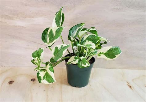 Pothos Leaves Turning Brown + Brown Spots on Leaves, Tips, Stems ...