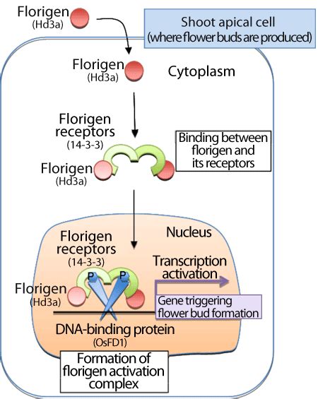 World’s First Discovery of Receptors of Flowering Hormone Florigen ...