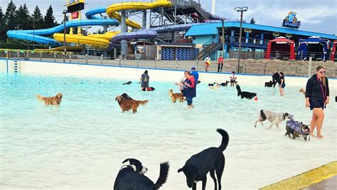 Woof It Up Dog Friendly Water Parks And Community Pools Make A Splash