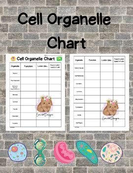 Cell Organelle Chart - Plant and Animal Cells by Emi610designs | TPT