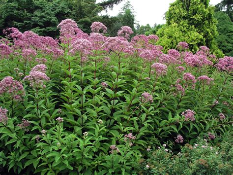 Sadziec D Ty Atropurpureum Eupatorium Fistulosum Byliny Ogrodowe