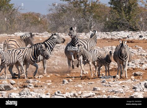 Herd Africa Zebra Jump Hi Res Stock Photography And Images Alamy