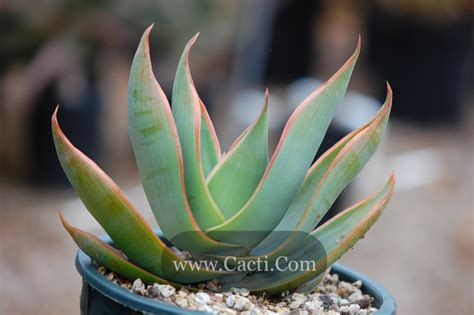 Aloe Striata