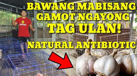 BAWANG MABISANG GAMOT SA SIPON NG ATING MGA ALAGANG MANOK NGAYONG TAG