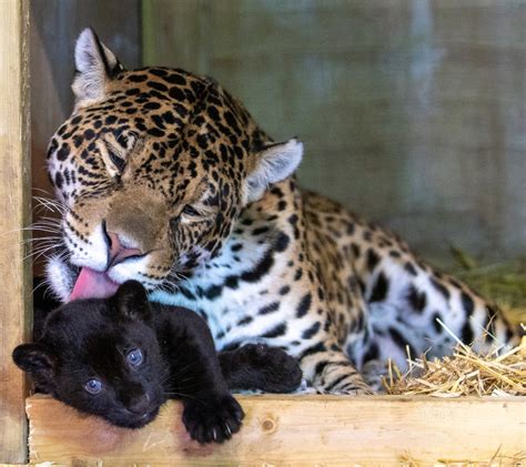 Rare Black Jaguar Born at The Big Cat Sanctuary - ZooBorns