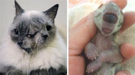 5 Weird Cats With Mutations Cute Or Creepy Cat With 2 Faces Name