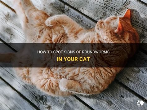 How To Spot Signs Of Roundworms In Your Cat Petshun