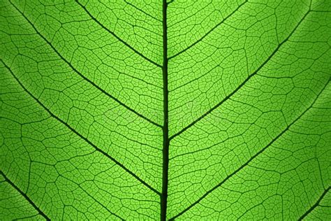 Fondo De La Estructura De C Lula Verde De La Hoja Textura Natural