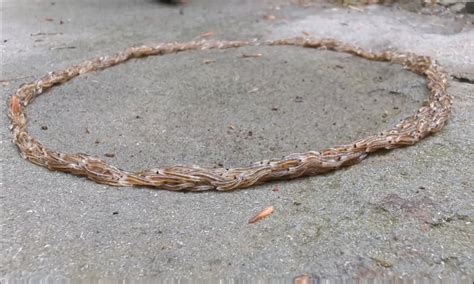 Gnat fly larvae train stuck in a loop. : r/Weird