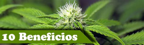 10 Beneficios De La Marihuana ¡¡¡científicamente Probados