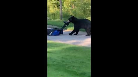 “i Cant Fing Believe That” Bear Runs Off With Golf Clubs Herald Sun