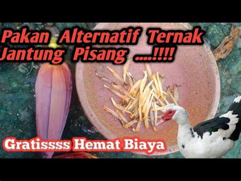 Pakan Alternatif Jantung Pisang Untuk Entok Gratis Dan Hemat Biaya