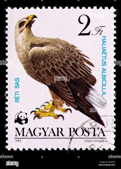 Postage Stamp From Hungary Depicting White Tailed Eagle Haliaeetus