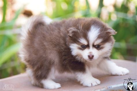 Le Pomsky Taille Caractère Prix Origine Ou Se Procurer Un Pomsky On Vous Dit Tout