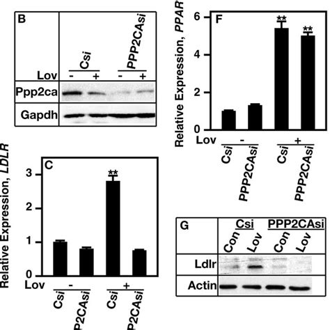 Okadaic Acid Inhibits Lovastatin Induced Gene Expression HepG2 Cells