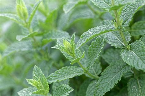 spearmint aqua oleum