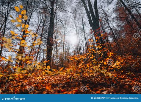 Foliage At Abruzzo National Park Italy Stock Image Image Of Wood