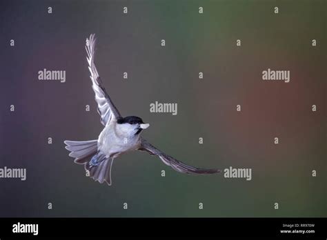 Sumpfmeise Flug Flugbild Fliegend Mit Vogelfutter Im Schnabel