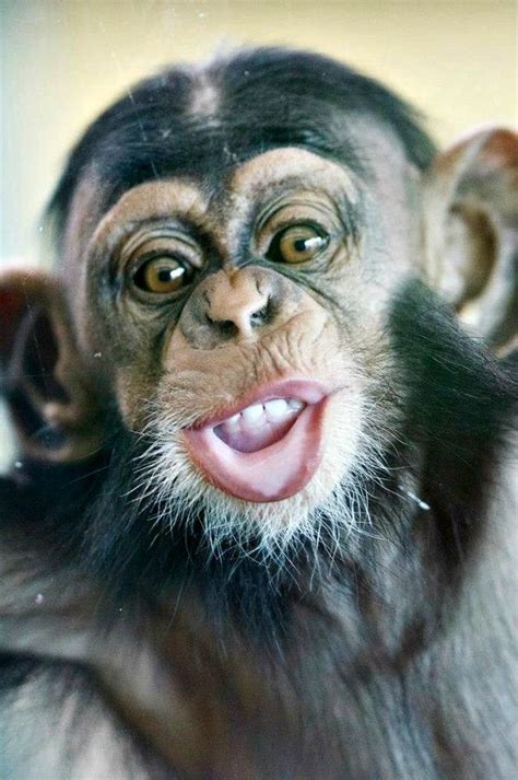 Funny Faces from Zuri the Baby Chimpanzee - ZooBorns