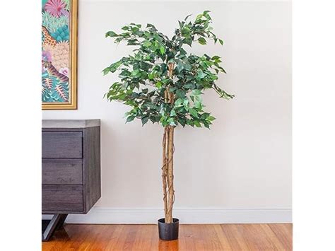 5 Ft Ficus Silk Tree