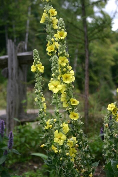 Histoire des plantes qui guérissent Fleurs sauvages du Québec