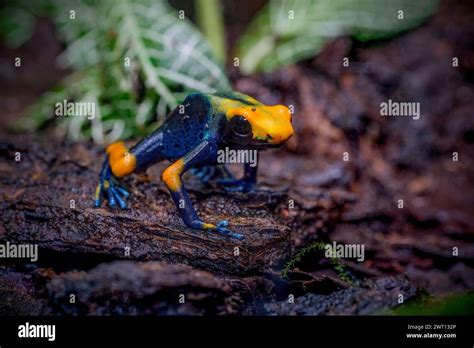 The Dyeing Poison Dart Frog Dendrobates Tinctorius Stock Photo Alamy