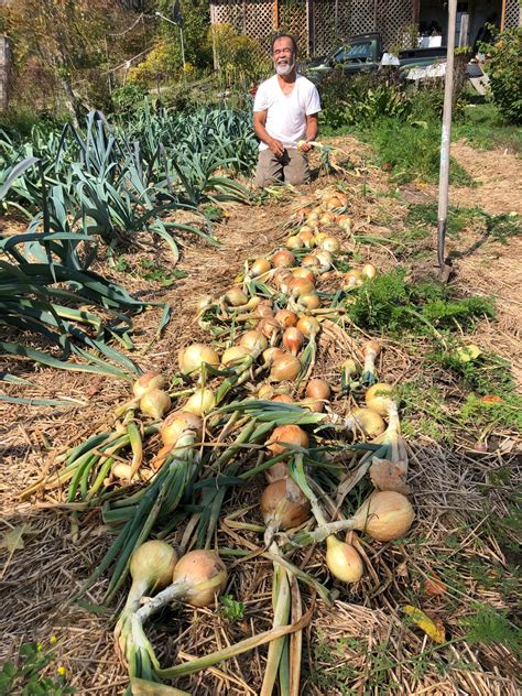 The Humble Onion – Straw House Herbs